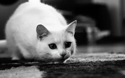 Пропал белый кот: Болтино-Подрезово, Мытищи | Pet911.ru