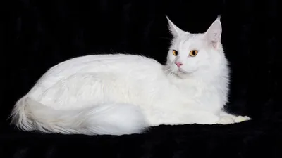 Маленький белый котик с голубыми глазами - 77 фото