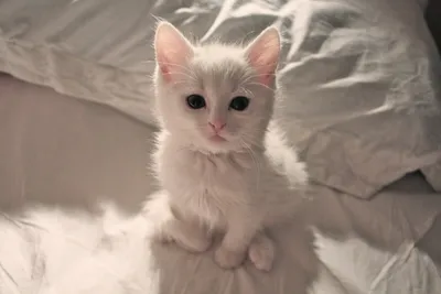 белый котик PNG , домашнее животное, Милый, кошка PNG картинки и пнг PSD  рисунок для бесплатной загрузки