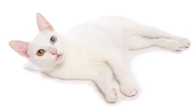 Женские вязаные варежки с декором \"Белые котики\" – купить в  интернет-магазине HobbyPortal.ru с доставкой