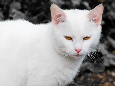Фото обои с котиками 460 x 300 см Для детей Белые котики и один черный  (13833P12)+клей (ID#1515804798), цена: 2070 ₴, купить на Prom.ua