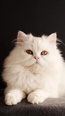 Беленький котик - 73 фото