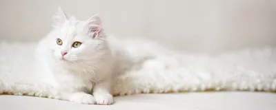 Белый котик с голубыми глазами - 79 фото