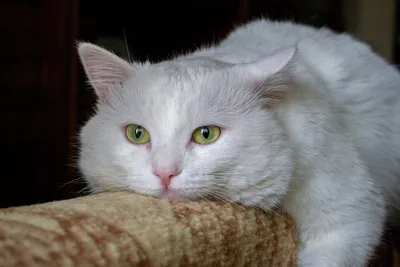 Картинки кот белых смотрит животное Черный фон 1080x1920