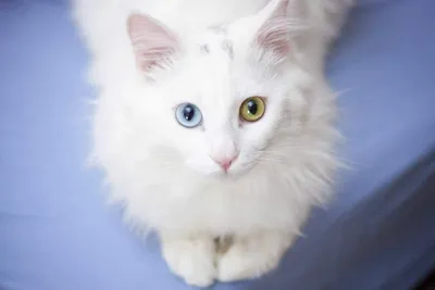 Огромная Мягкая игрушка кот из натурального меха песца белый ПушокКупить  огромная мягкая игрушка кот из натурального меха песца белый пушок онлайн