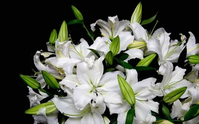 Фотообои Белые лилии роскошные купить в Москве, Арт. 10-358 в  интернет-магазине, цены в Мастерфресок