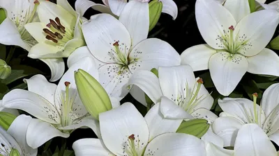 Белые лилии скачать фото обои для рабочего стола (картинка 2 из 2)