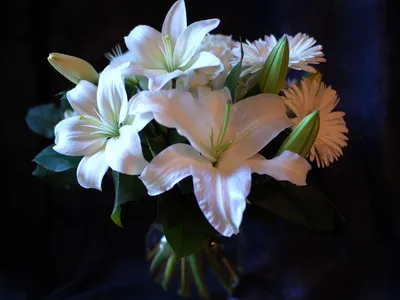 Прекрасные белые лилии | White lilies, Lily flower, Lily pictures