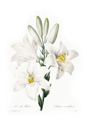 Фотообои Белые лилии u23186 купить в Украине | Интернет-магазин Walldeco.ua