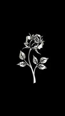 Белые цветы на черном фоне (65 фото) | Розовые фоны, Розы, Цветочные фоны