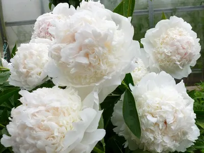 Peonies #white | Flowers photography, Beautiful flowers, Pretty flowers