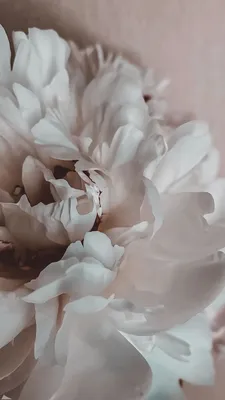 Обои цветы, white, белые, flowers, beautiful, пионы, peonies | Лето фоны,  Цветочные фоны, Обои