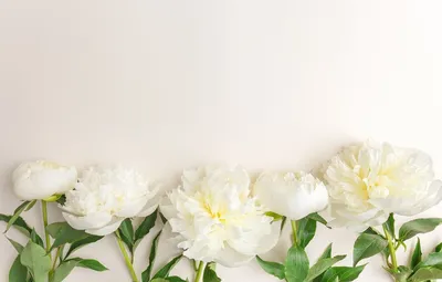 Обои Белые цветы пионы на кирпичной стене Топ Фотообои флизелин, 200х270 см  01-11069-МF-2 - выгодная цена, отзывы, характеристики, фото - купить в  Москве и РФ