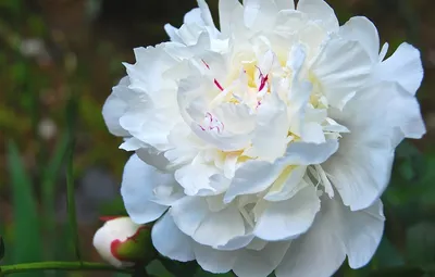 Обои цветы, white, белые, flowers, beautiful, пионы, peonies | Лето фоны,  Цветочные фоны, Обои