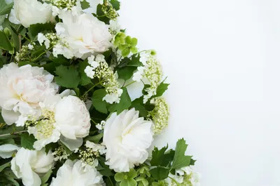 Белые и розовые пионы Обои цветка предпосылки Стоковое Изображение -  изображение насчитывающей флора, средства: 146245217
