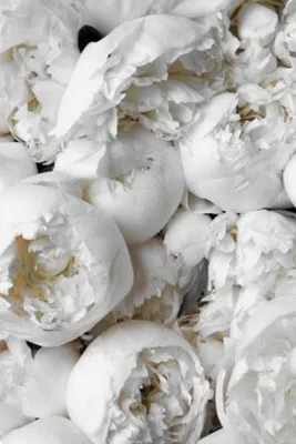 Фотографии белых Пионы цветок белом фоне Крупным планом 2560x1698
