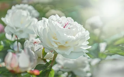 Обои Белые пионы №psh_00013818, коллекция Обои цветы, купить в магазине  ABC-Decor