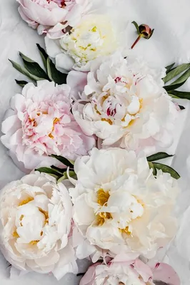 Белые Розовые Пионы Фон Обои стоковое фото ©ElinaL 264327054