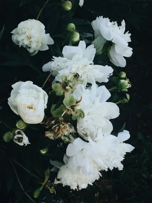 Белые пионы | Белые пионы, Пионы, Цветы