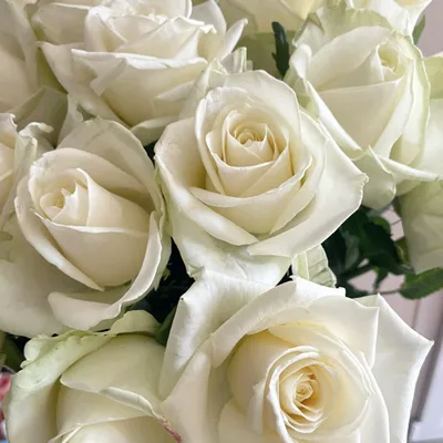 Букет белых роз | Flowers, Plants, Rose