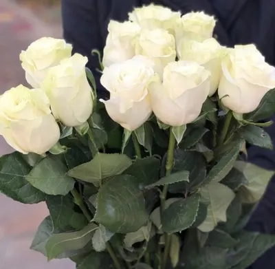 Заказать белые розы из голландии FL-765 купить - хорошая цена на белые розы  из голландии с доставкой - FLORAN.com.ua