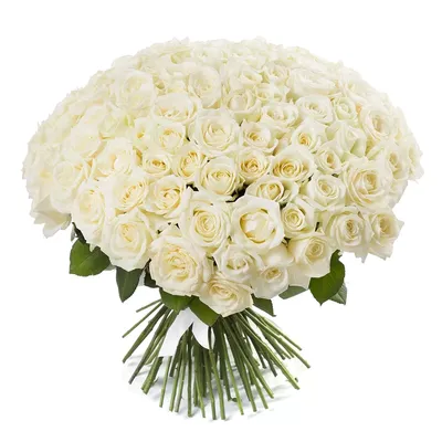 белые розы, купить белые розы в уфе, белые розы в упаковке, розы уфа, цветы  уфа, красивые картинки роз, картинки цветов, б… | Белые розы, Белые букеты,  Букет цветов