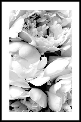 Рисунки черно белые легкие - 26 фото