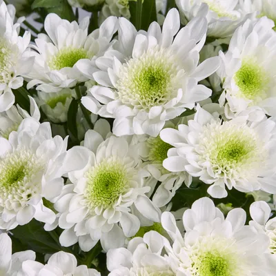 Белые розы Эквадор - заказать в Салавате | Цветы радости