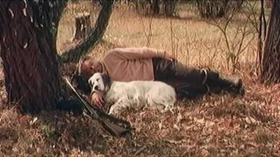 Порода из фильма «Белый Бим Черное ухо», фото пса, описание собаки
