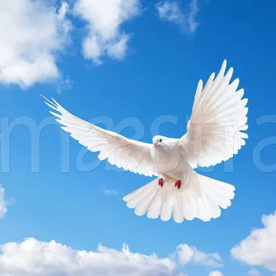 Белый голубь - символ мира» - Культурный мир Башкортостана