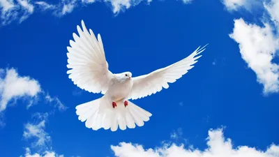 Белый голубь на подоконнике: значение приметы для женщин и мужчин
