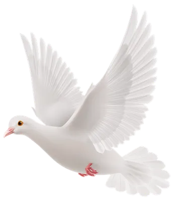 Фотообои Белый голубь в нежных облаках купить в Москве, Арт. 9-374 в  интернет-магазине, цены в Мастерфресок