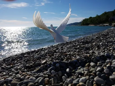 Голубь Птица Белый Белая - Бесплатное фото на Pixabay - Pixabay