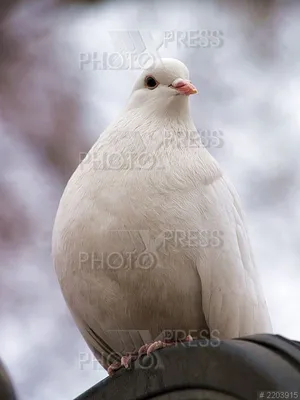 Летящий белый голубь на черном фоне» — создано в Шедевруме