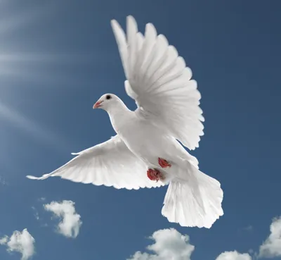 🕊 Самый прекрасный белый голубь - …» — создано в Шедевруме