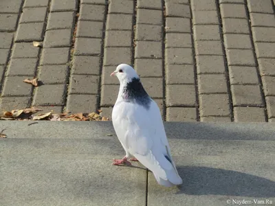 Белый голубь с пушистым хвостом …» — создано в Шедевруме