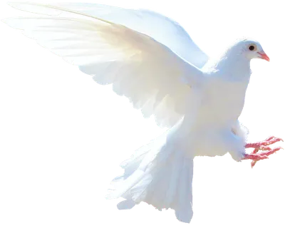 Белый голубь на загородке металла Стоковое Фото - изображение насчитывающей  москва, клюв: 113910722