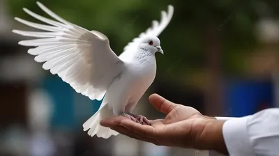 Белый Голубь Летит По Небу. Фотография, картинки, изображения и  сток-фотография без роялти. Image 3897485