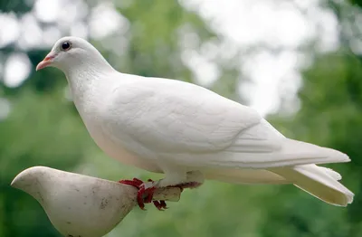 К чему прилетает белый голубь: народные приметы | МОЙКА78 Новости СПб | Дзен