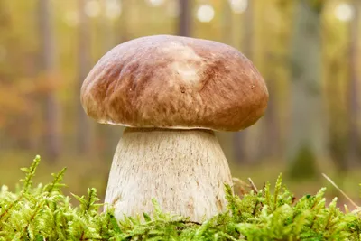 Опасные двойники: Как не отравиться ядовитыми близнецами грибов в  Подмосковье