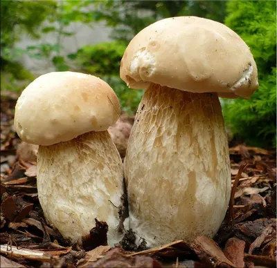 Белый гриб сосновый, или боровик | Коротко и ясно о самом интересном