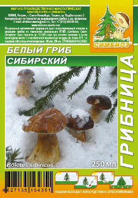 Белый гриб еловый - Boletus edulis - Грибы Уломы Железной