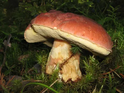 6 интересных фактов про белый гриб | В лес по грибы | Дзен