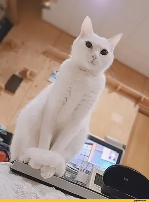 Милый маленький пушистый белый кот …» — создано в Шедевруме