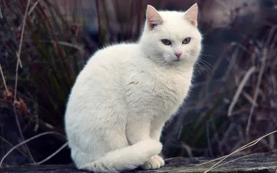 Пропал белый кот в Иваново! | Pet911.ru