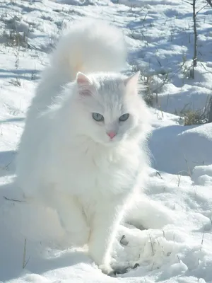 белый кот :: koujun08110202 :: кот / смешные картинки и другие приколы:  комиксы, гиф анимация, видео, лучший интеллектуальный юмор.