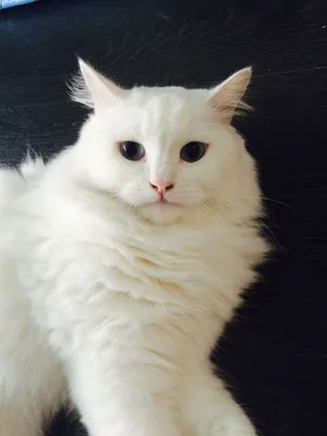 В чём виноват белый кот? | Дан Бессмертный | Дзен