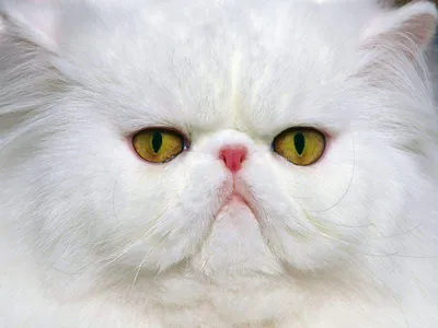 Белый кот с глазами других цветов. Редкий уникальный красивый животное.  Heterochromia Стоковое Фото - изображение насчитывающей стойки, мясоед:  186184468