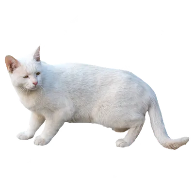 белый кот :: shinbaba10 :: котэ (прикольные картинки с кошками) / смешные  картинки и другие приколы: комиксы, гиф анимация, видео, лучший  интеллектуальный юмор.