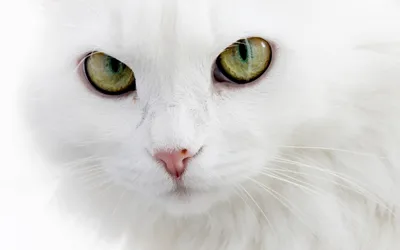 Белый кот ищет дом | Пикабу